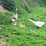 La Vieille Foulonniere : D'hotes & Permaculture Oda ve Kahvaltı 3*