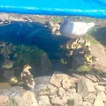 La Vieille Foulonniere : D'hotes & Permaculture Oda ve Kahvaltı Pontorson