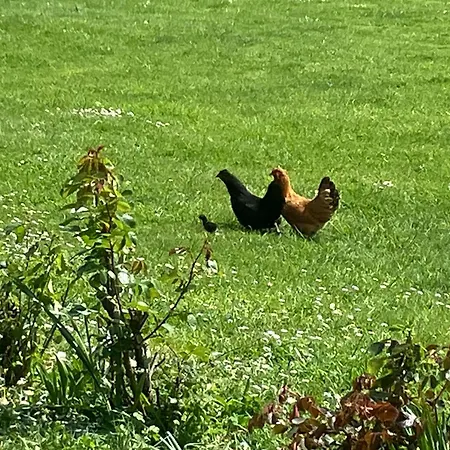 La Vieille Foulonniere : D'hotes & Permaculture ベッド・アンド・ブレックファスト 3*