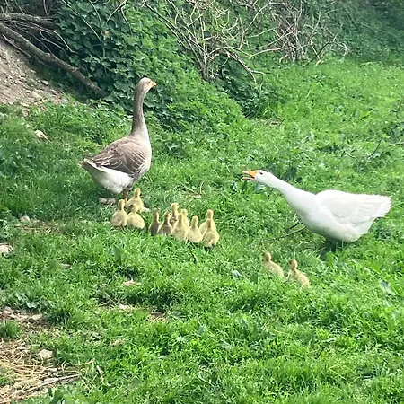 La Vieille Foulonniere : D'hotes & Permaculture ベッド・アンド・ブレックファスト 3*