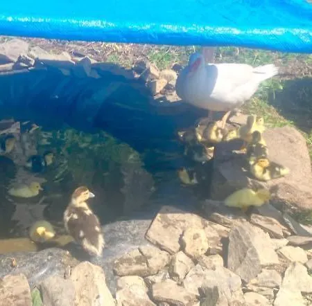 La Vieille Foulonniere : D'hotes & Permaculture ベッド・アンド・ブレックファスト ポントルソン