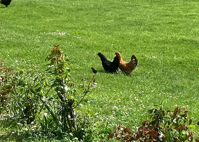 La Vieille Foulonniere : D'hotes & Permaculture Bed & Breakfast 3*