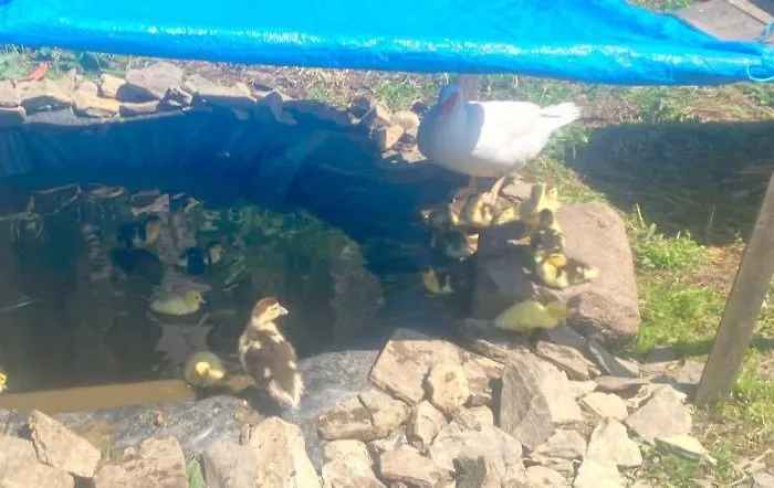 La Vieille Foulonniere : D'hotes & Permaculture Bed & Breakfast Pontorson