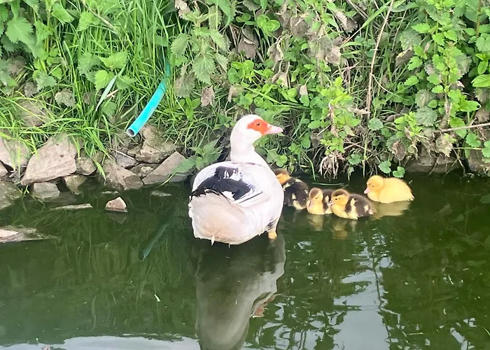 La Vieille Foulonniere : D'hotes & Permaculture 3*